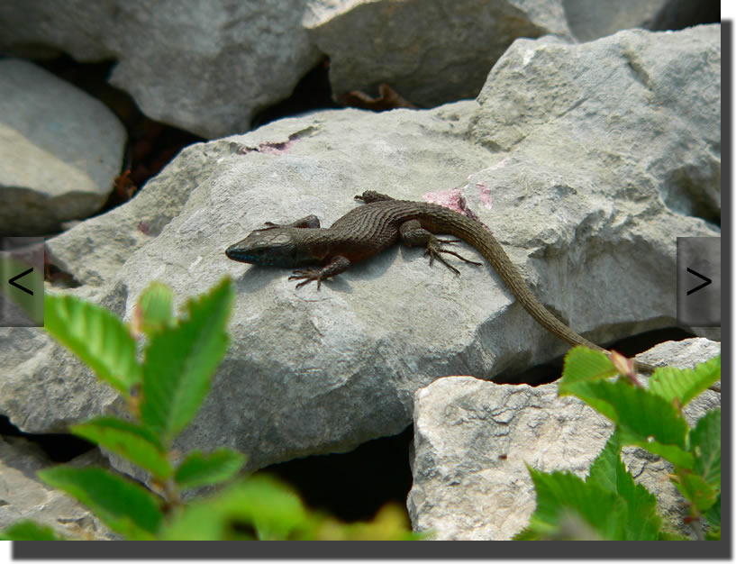 Algyroides nigropunctatus